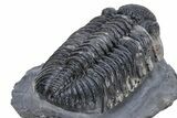 Perfectly Prone, Drotops Trilobite - Large Specimen #222469-3